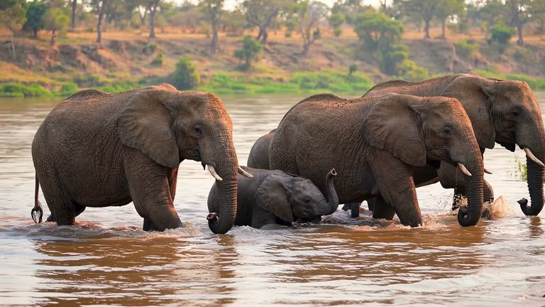 Chobe crossing, made on Leap